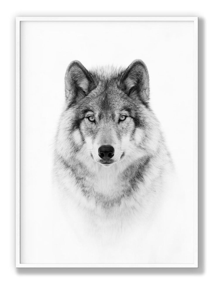 Portrait of a Timber Wolf