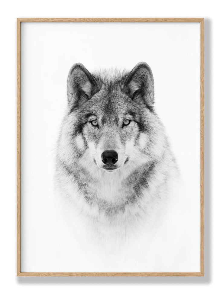 Portrait of a Timber Wolf