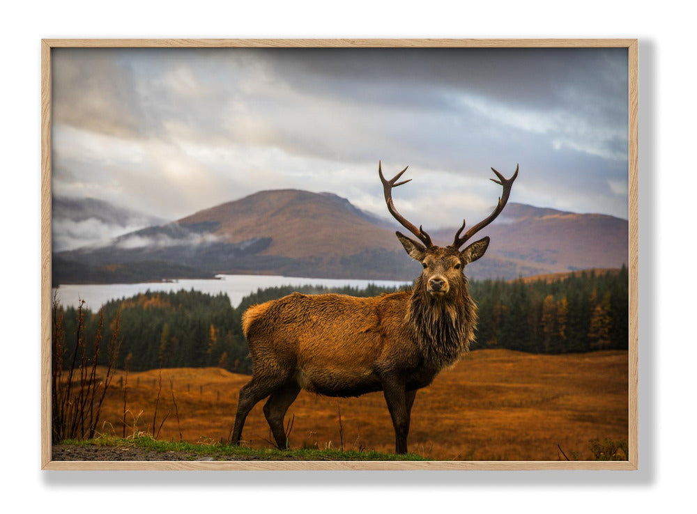 Scottish Stag