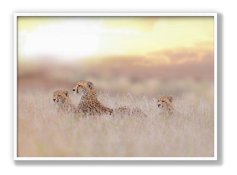 Cheetah Family