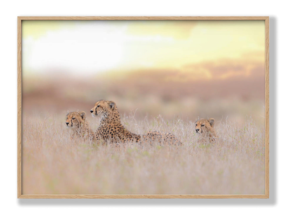 Cheetah Family