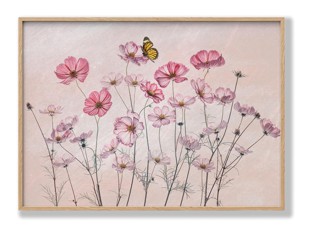 Cosmos and Butterfly