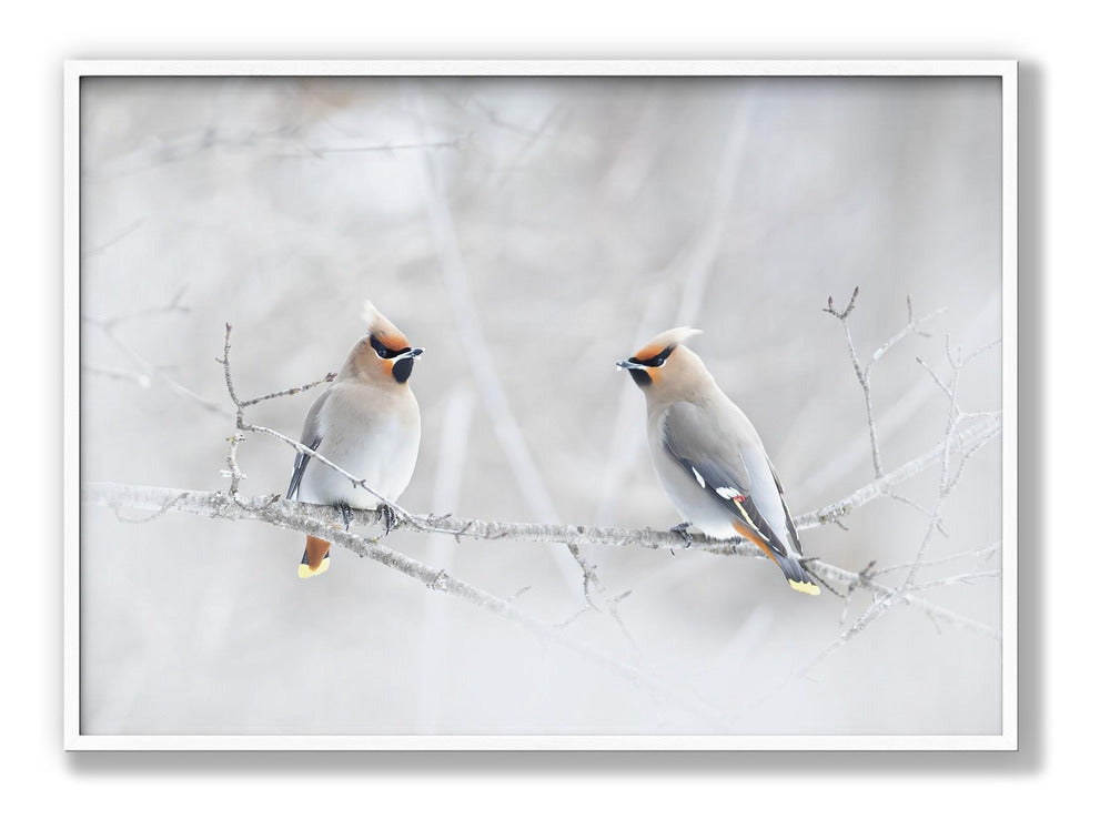 Bohemian Waxwings