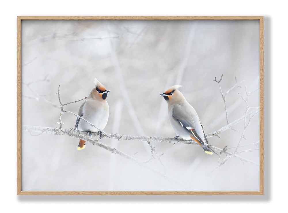 Bohemian Waxwings