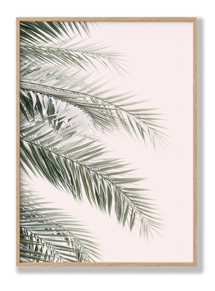 Blush Palm Leaves