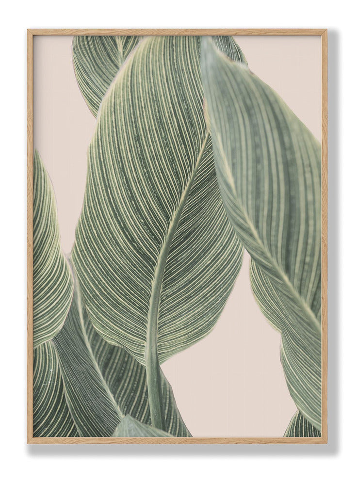 Calla Leaf