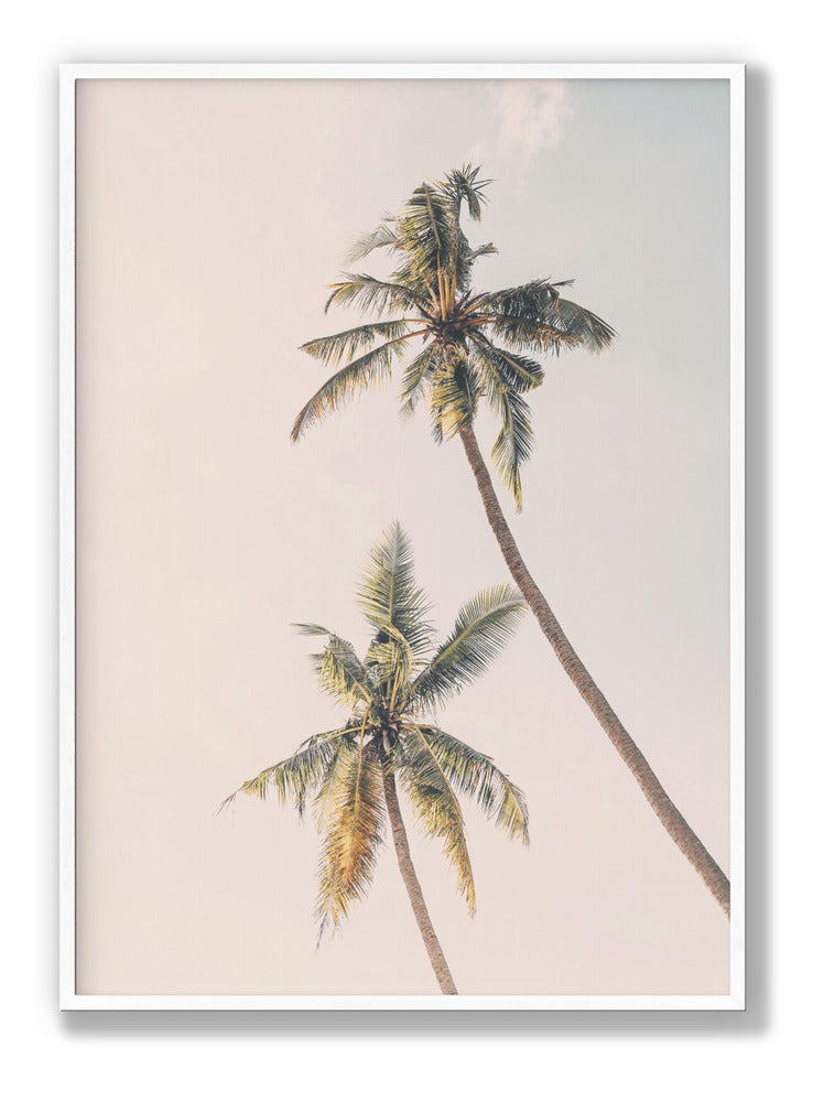 Tropical Palms