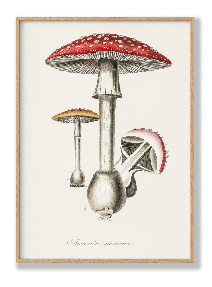 Amanita Muscaria Illustration. Medical Botany 1836