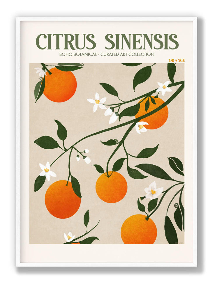 Citrus Sinensis - Orange