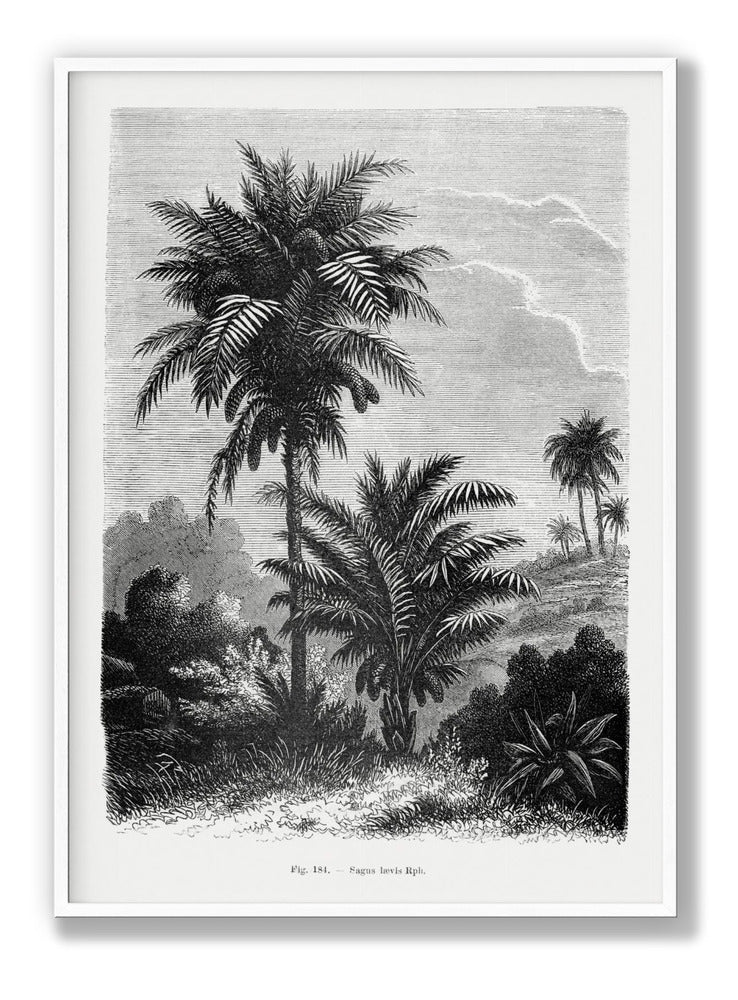 Vintage Palm Tree Drawing V