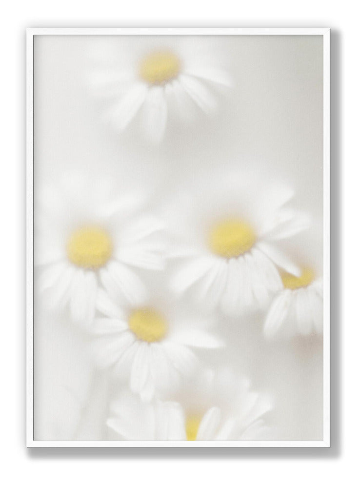 Daisies