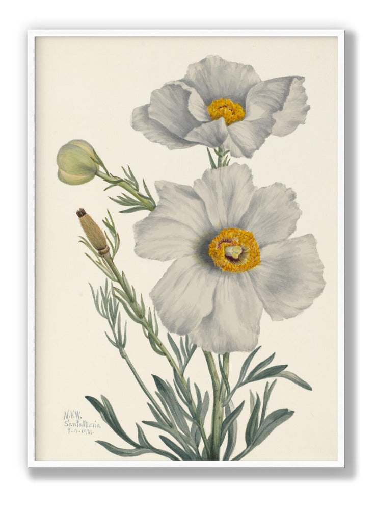 Matilija Poppy