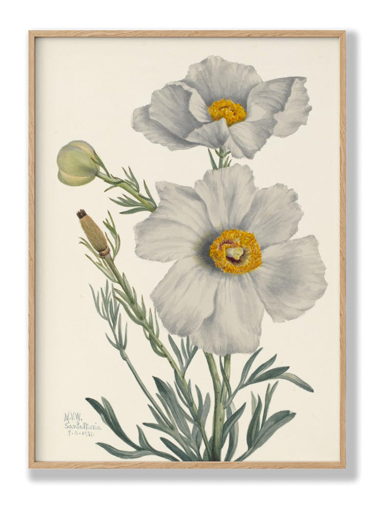 Matilija Poppy