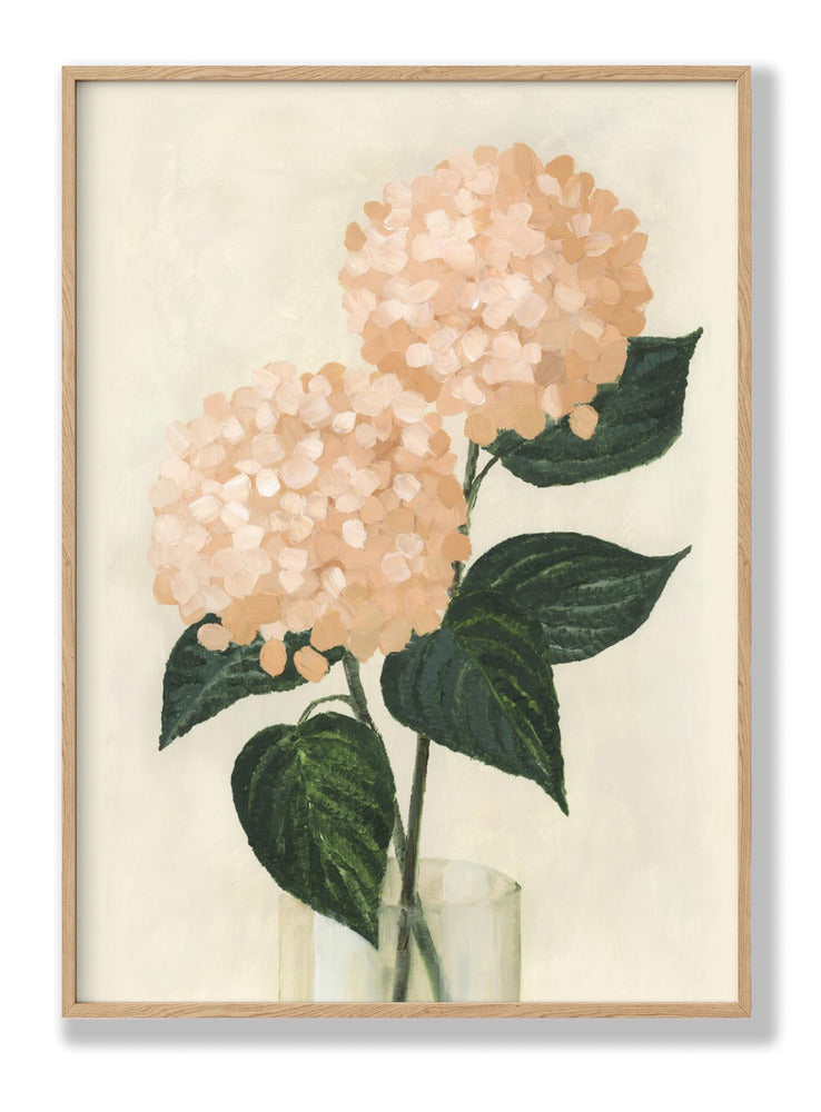 Coral hydrangeas in a vase