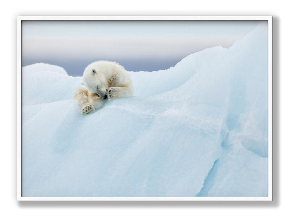 Polar Bear Grooming