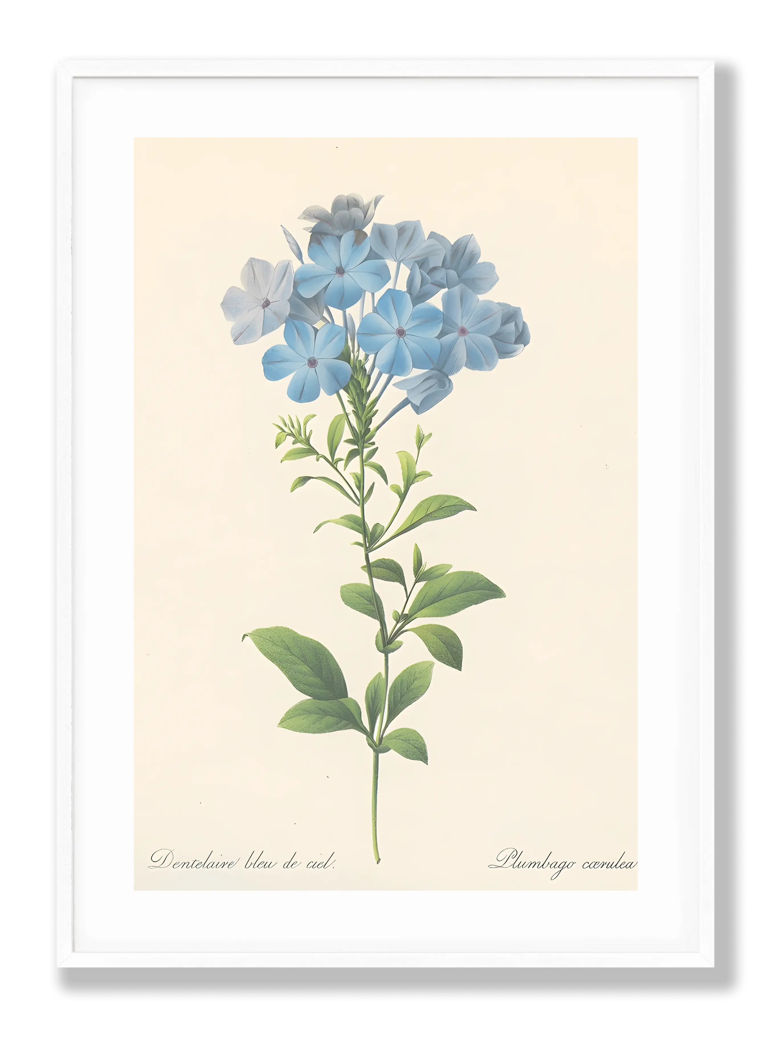 Blue Flower Botanical plakat