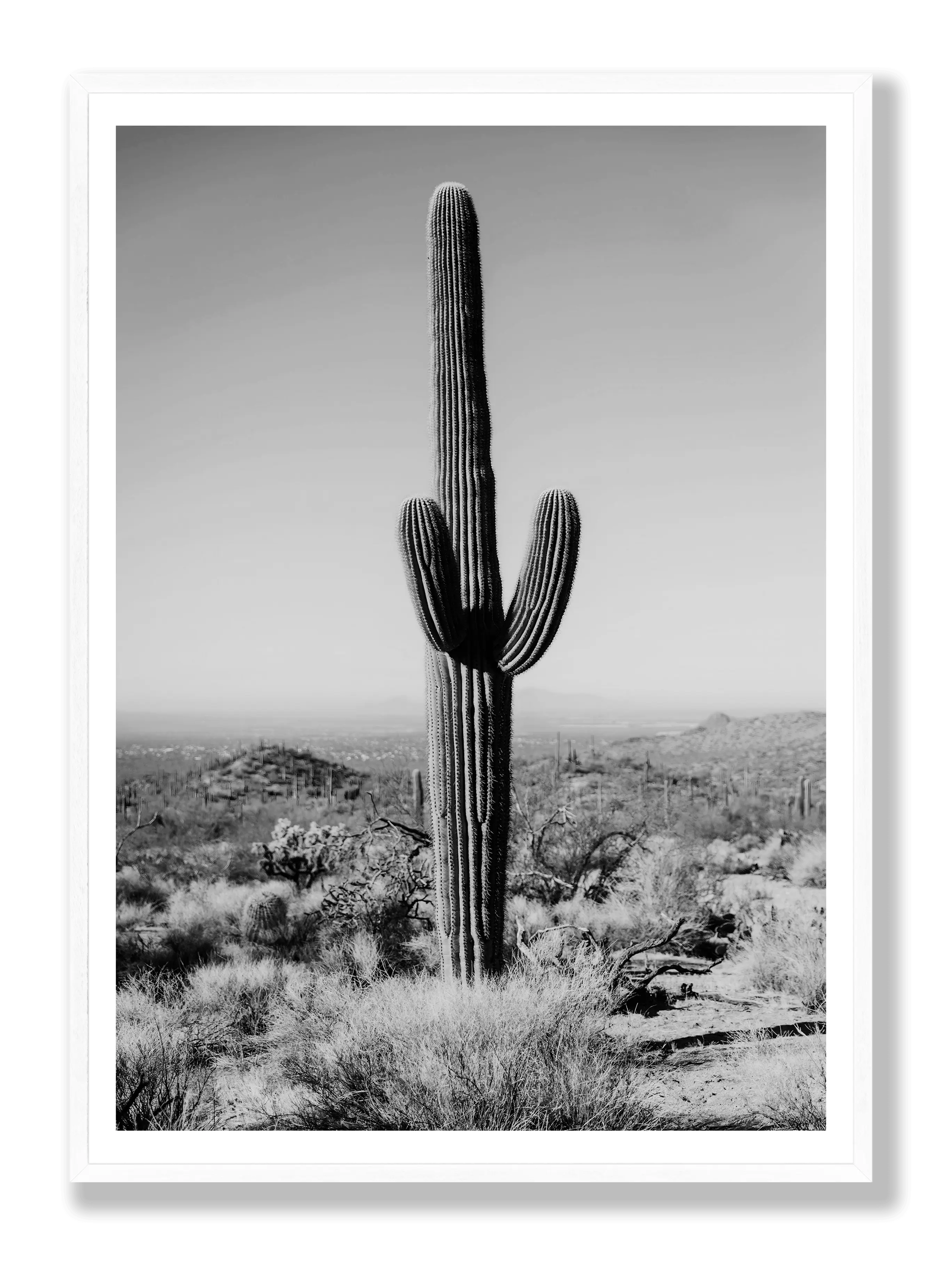 Cactus Black And White plakat