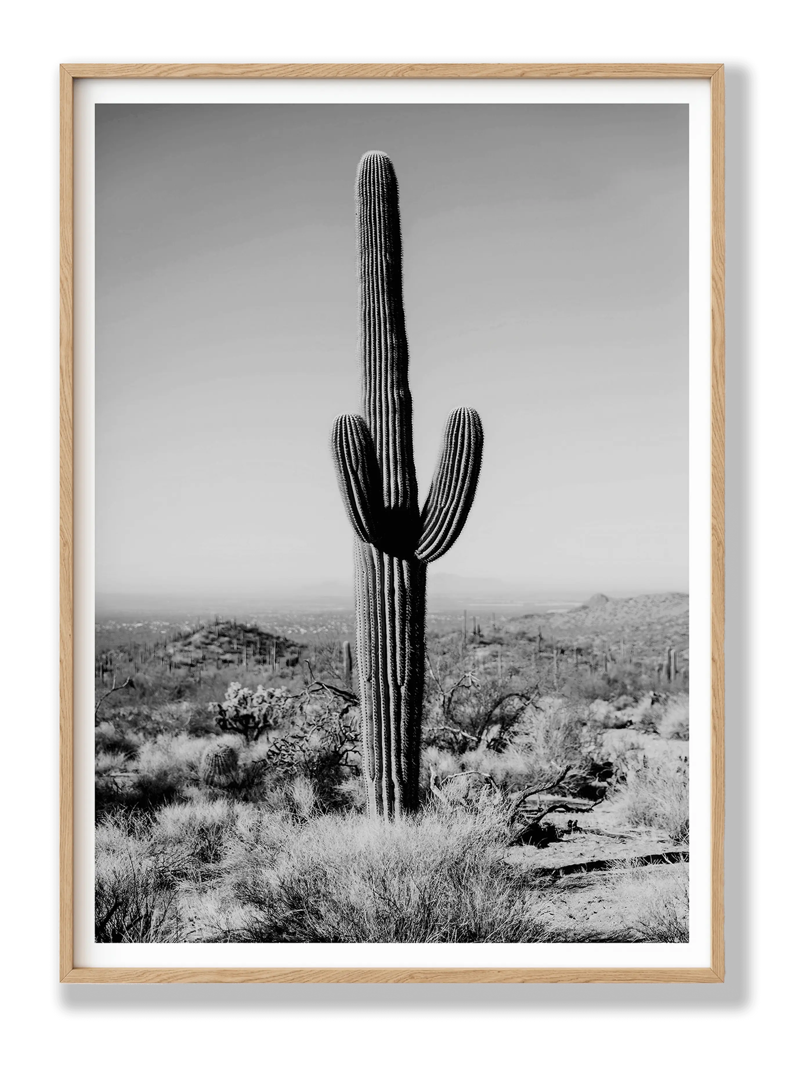 Cactus Black And White plakat