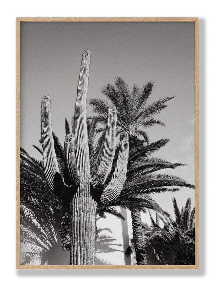 Cactus Bw Las Vegas plakat