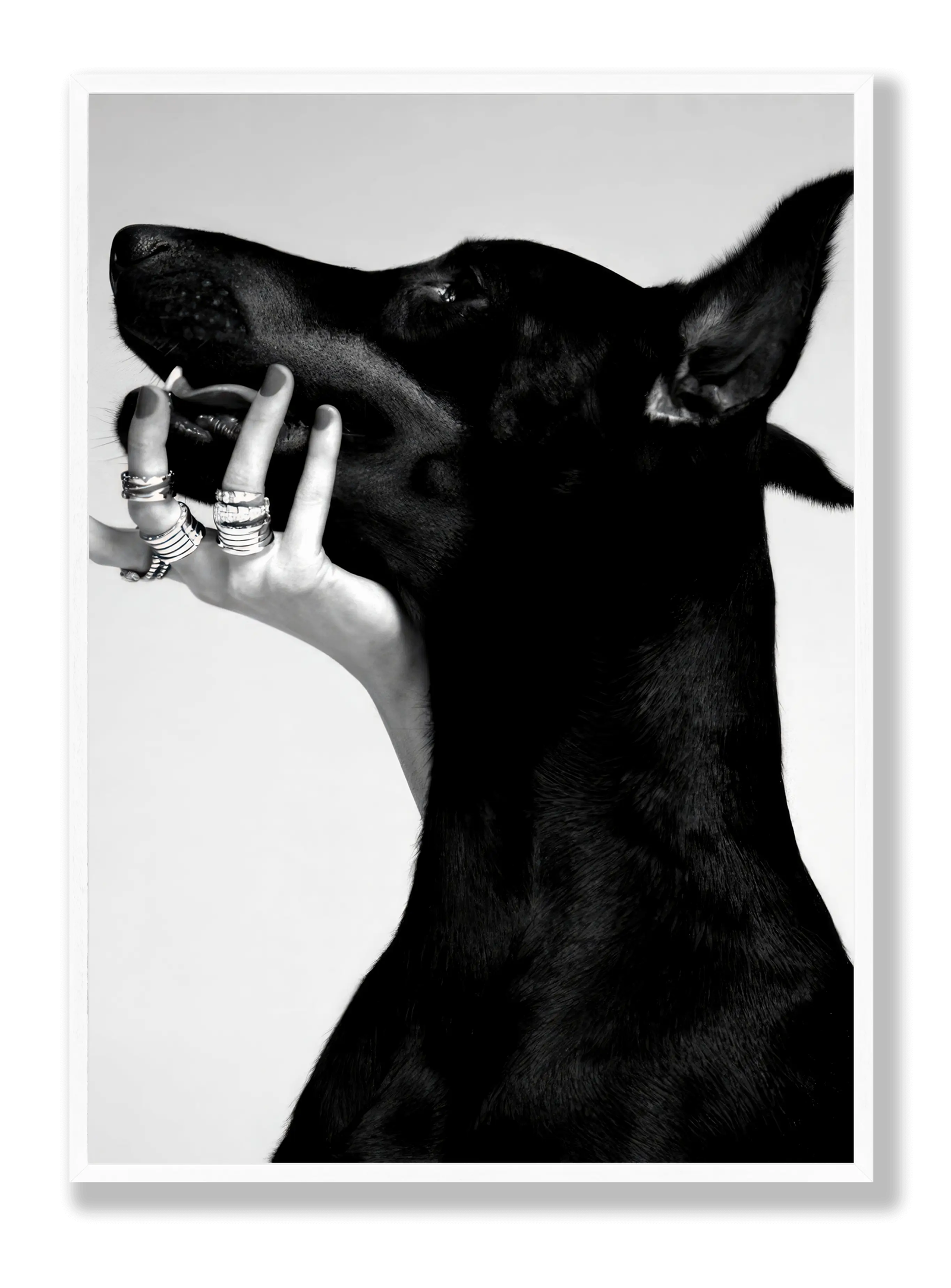 Dobermann plakat