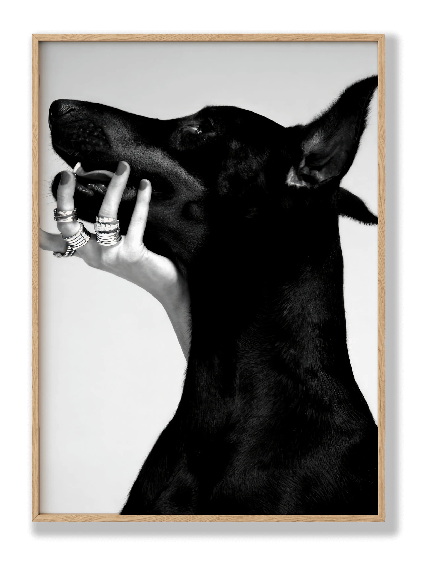 Dobermann plakat