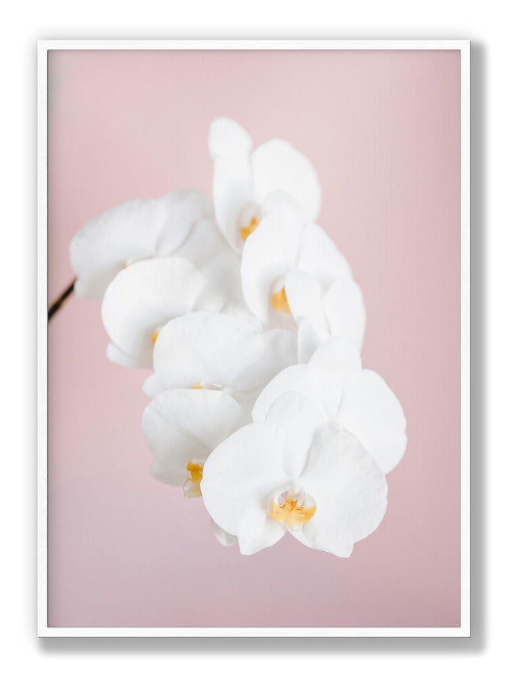 Orchid 2 plakat