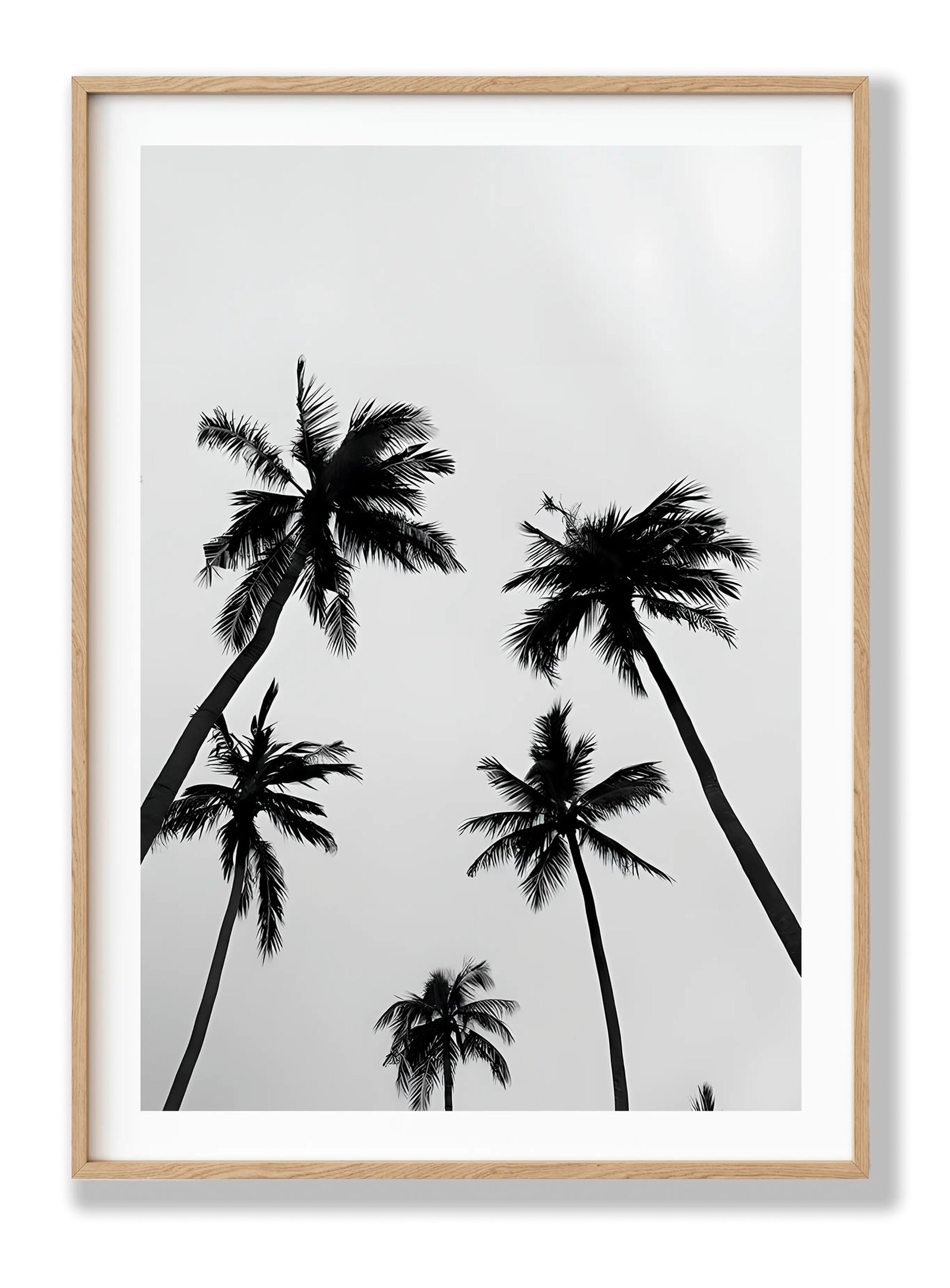 Palm Trees plakat