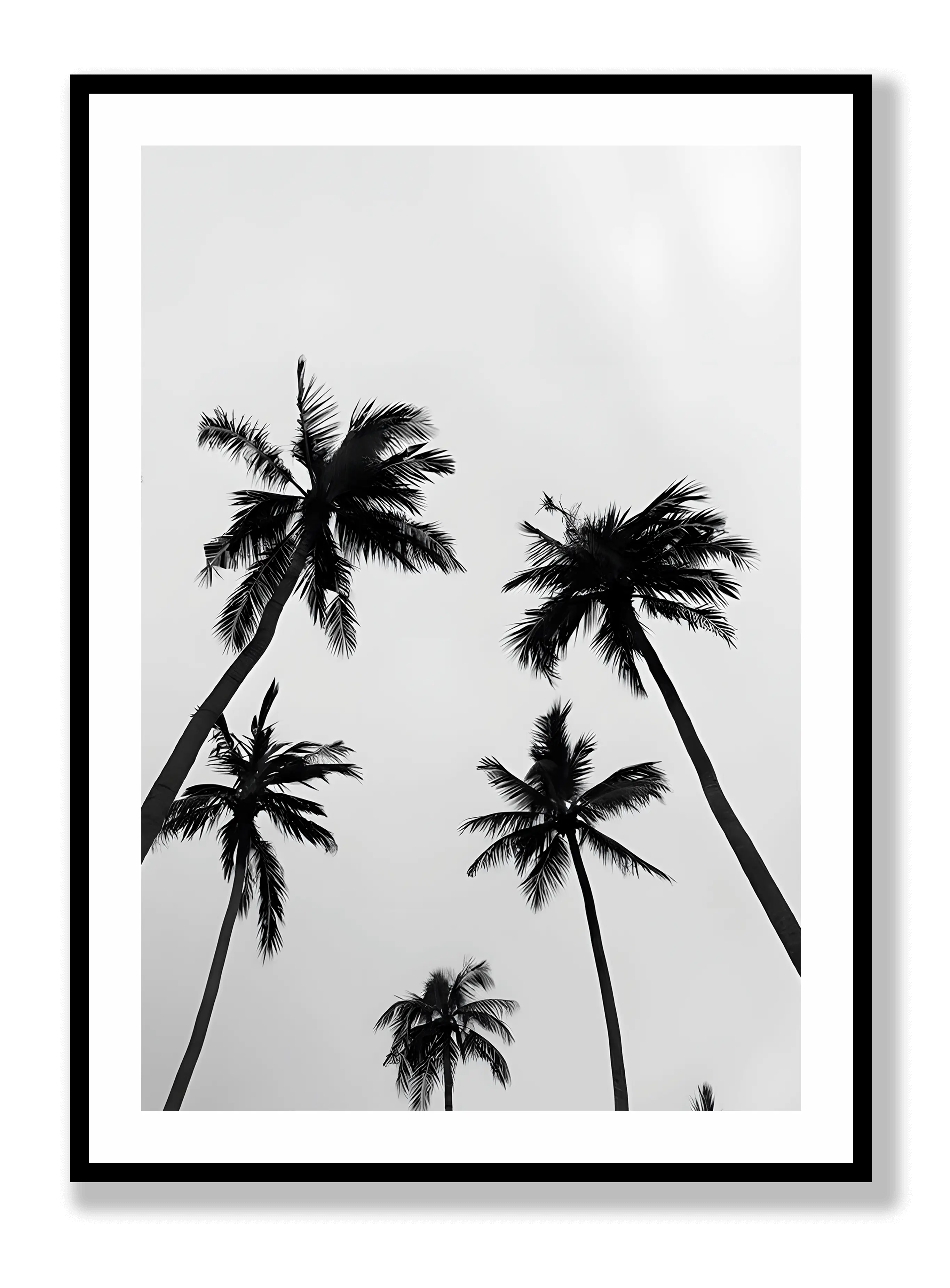 Palm Trees Poster