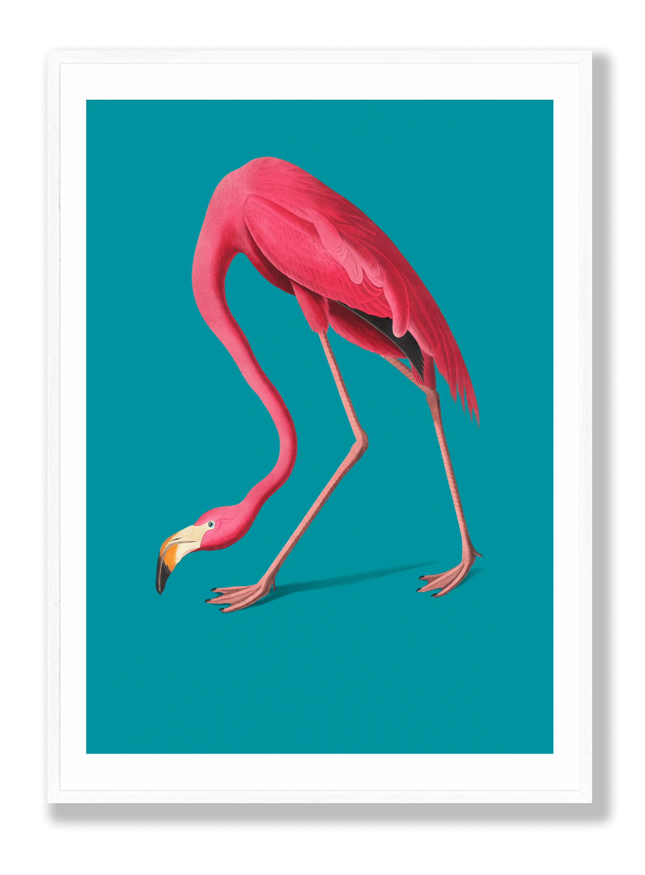 Flamingo Poster