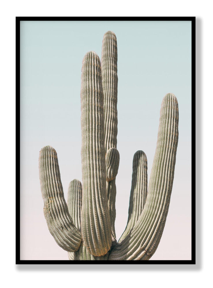 Saguaro