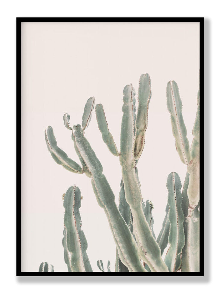 Sunrise Cactus