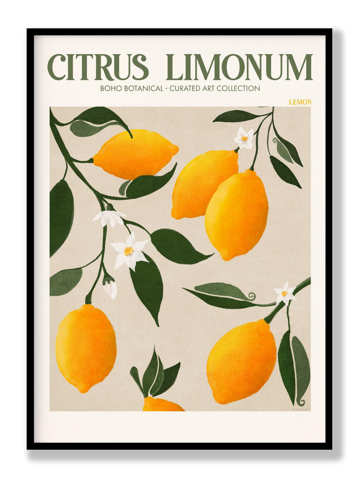 Citrus Limonum - Lemon