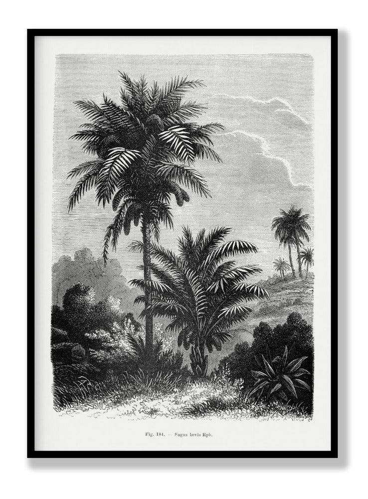 Vintage Palm Tree Drawing V