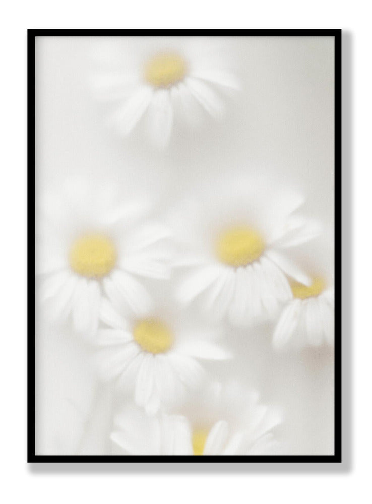 Daisies