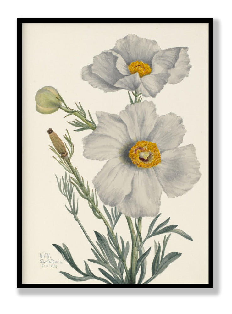 Matilija Poppy