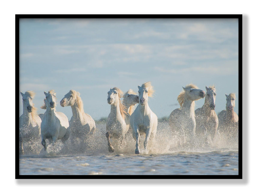 Angels of Camargue