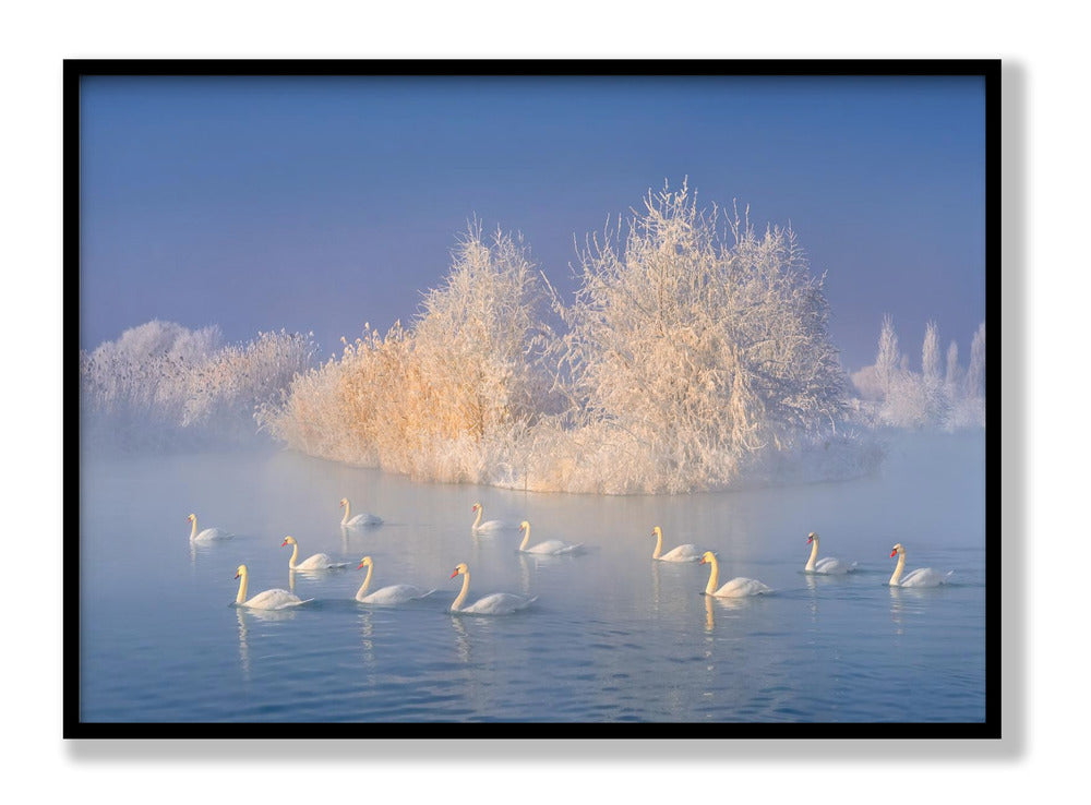 Swan Lake