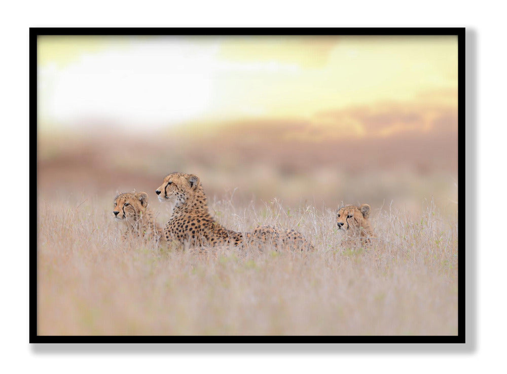 Cheetah Family