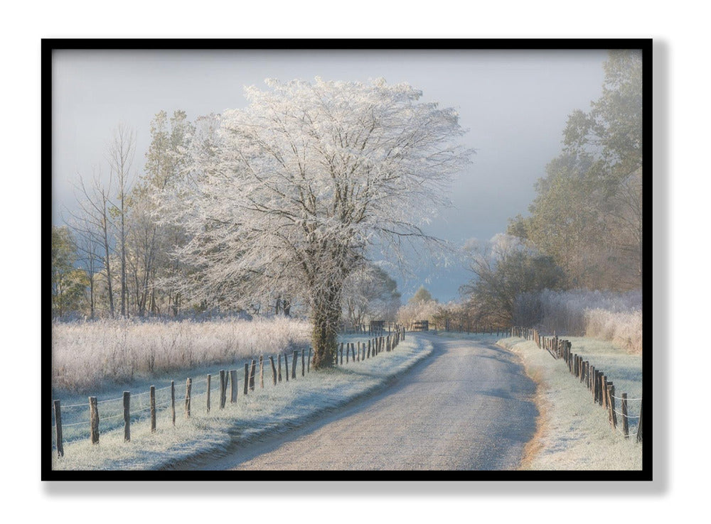 A Frosty Morning