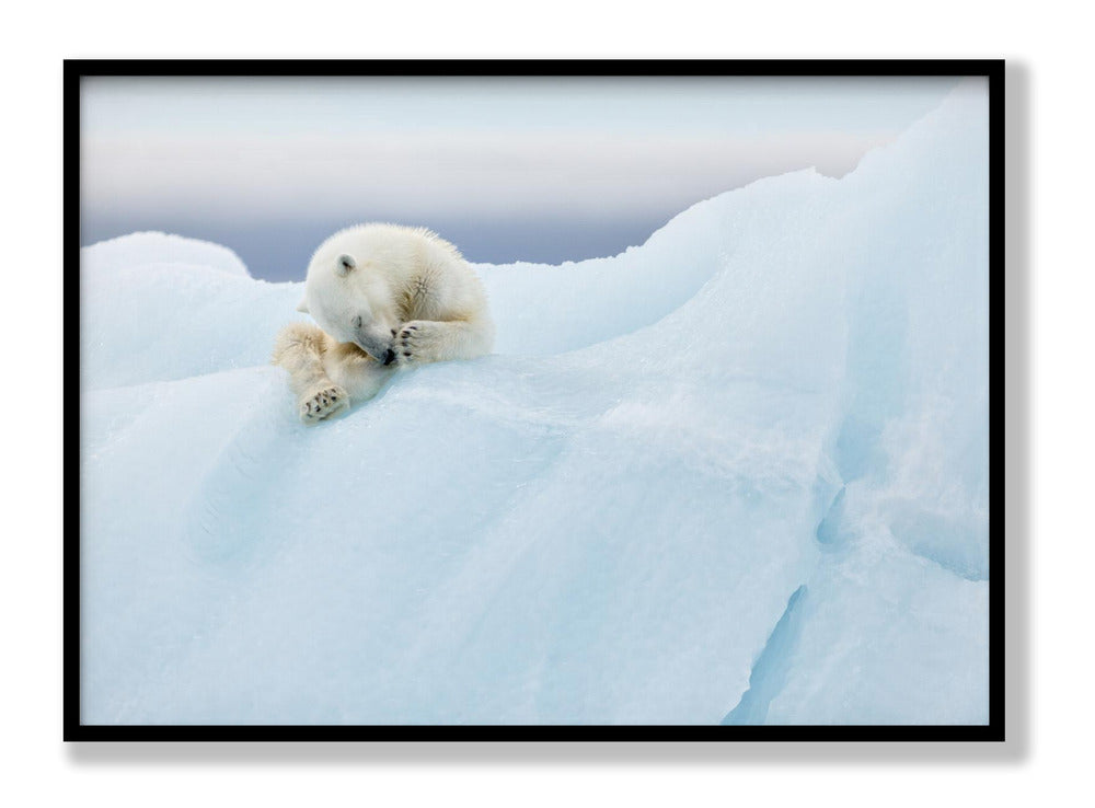 Polar Bear Grooming