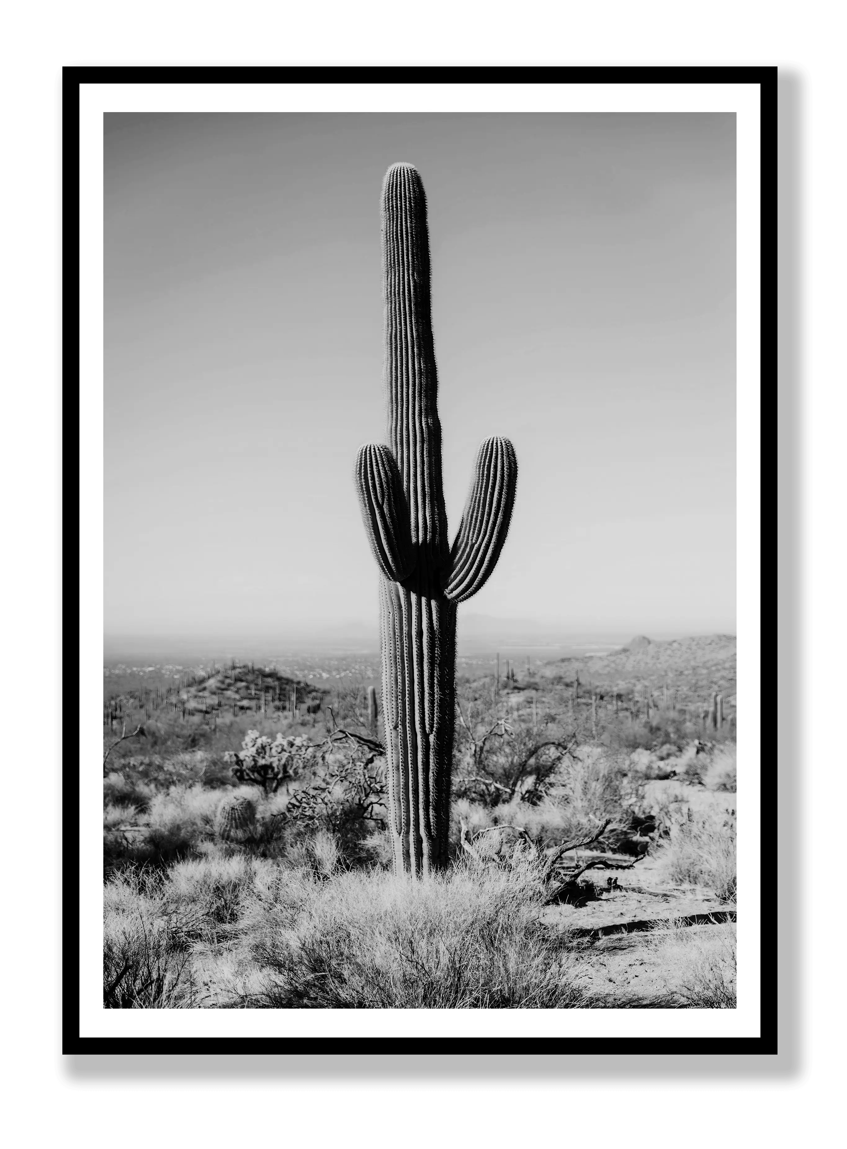 Cactus Black And White Poster