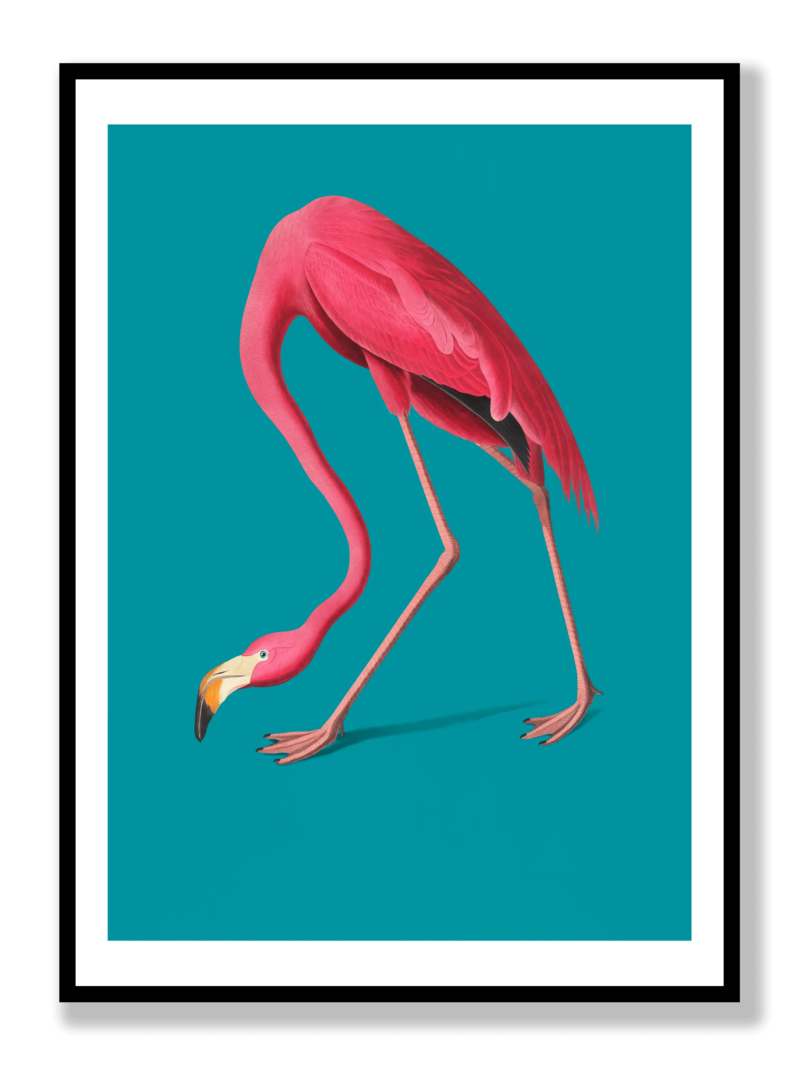 Flamingo Poster